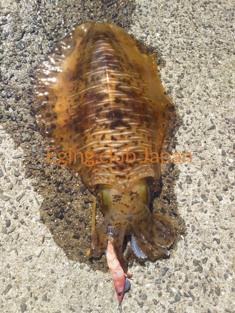 エギを抱いたアオリイカのリアルエギング釣果画像