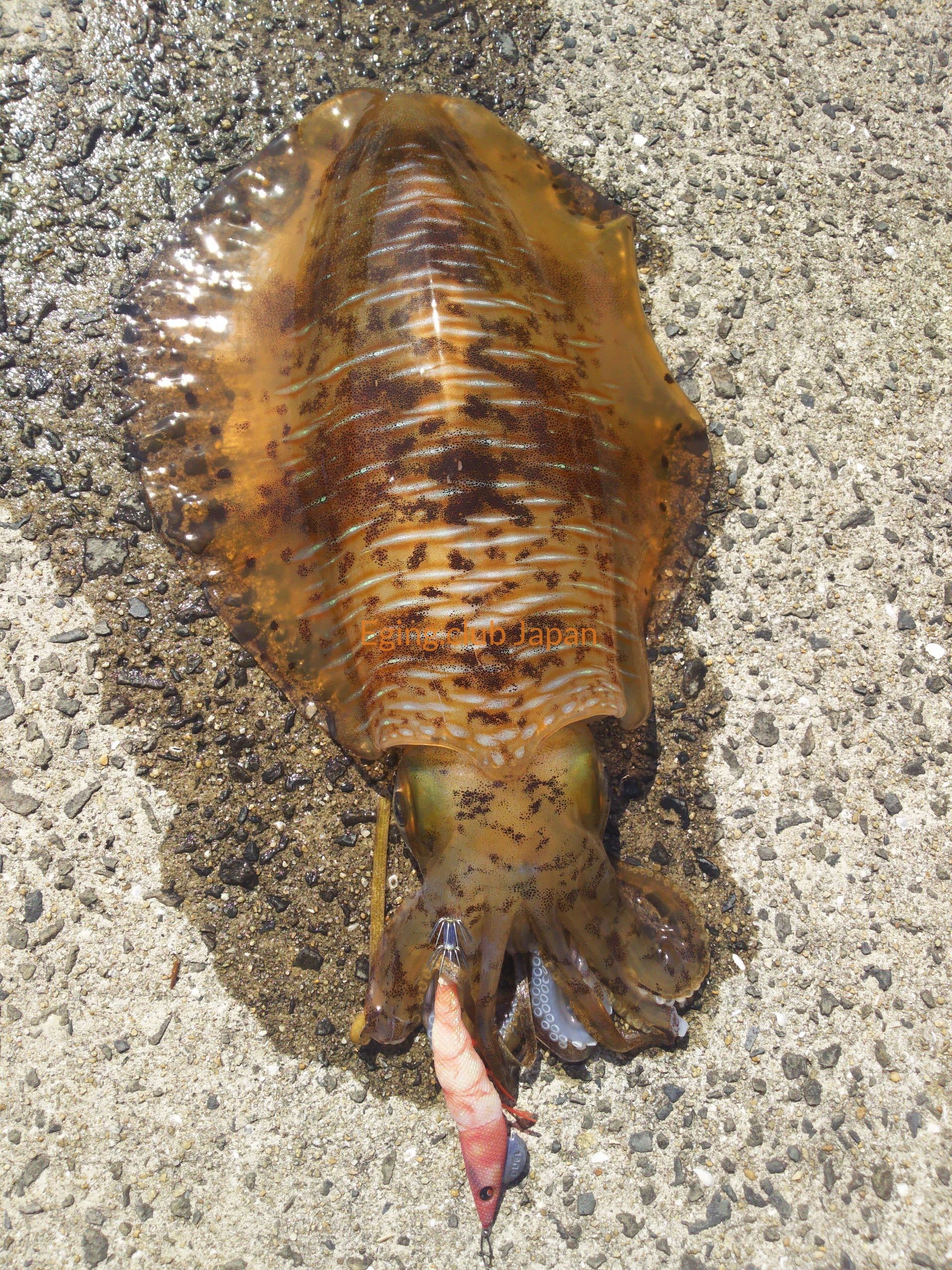 エギを抱いたアオリイカのリアルエギング釣果画像